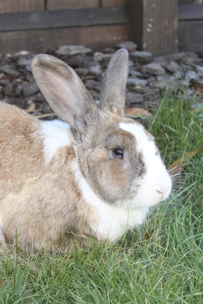 Eddie the Rabbit | Star Early Learning